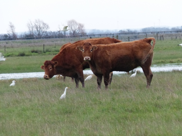 Bovins qui pâturent sur la réserve naturelle